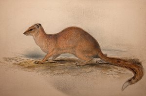 Cynictis steedmanii by Edward Lear